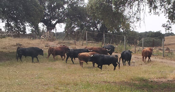 Toros en el campo.